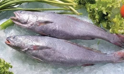 鮸魚圖片