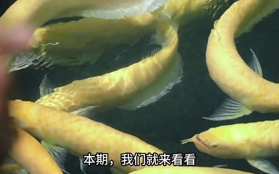 過背金龍魚的市場趨勢