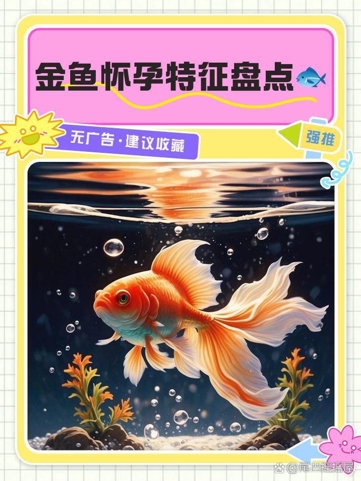 魚肚子大炸鱗是懷孕了嗎