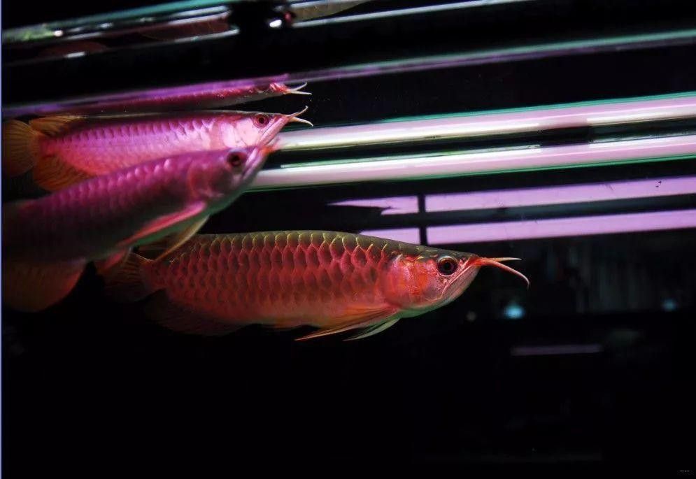 養紅龍魚魚缸背景顏色要求圖片