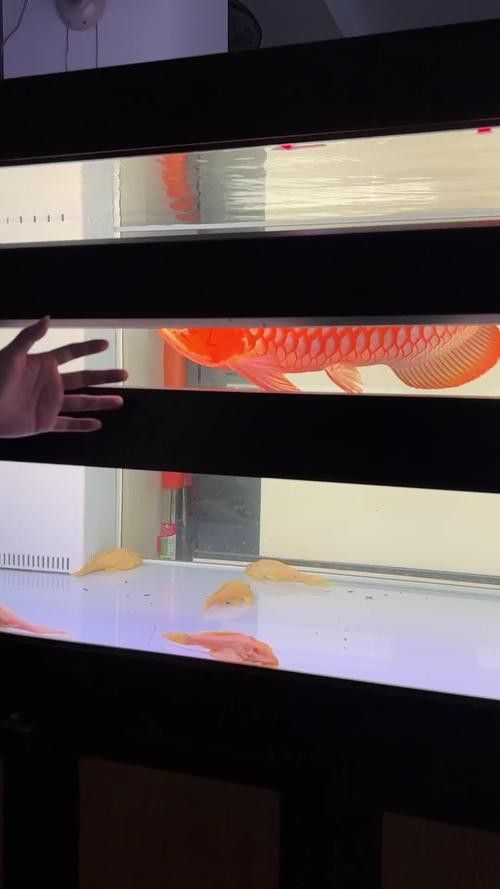 養紅龍魚魚缸背景顏色要求圖片