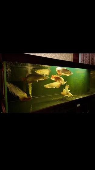 養紅龍魚魚缸背景顏色要求圖片