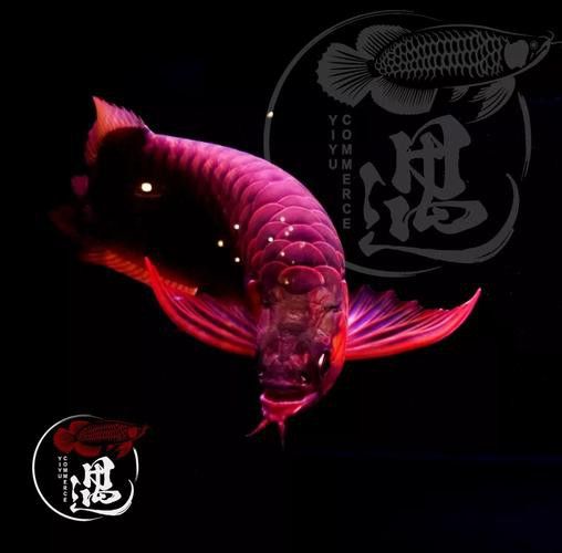 養紅龍魚魚缸背景顏色要求圖片