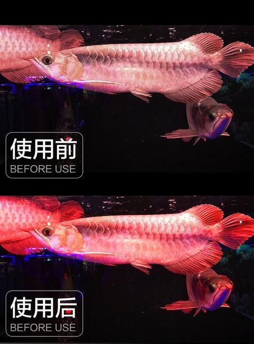 養紅龍魚魚缸背景顏色要求圖片