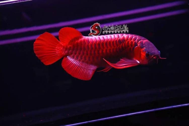 養紅龍魚魚缸背景顏色要求圖片