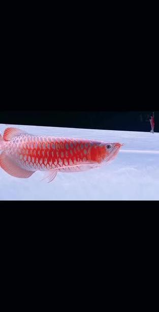 養紅龍魚魚缸背景顏色要求圖片