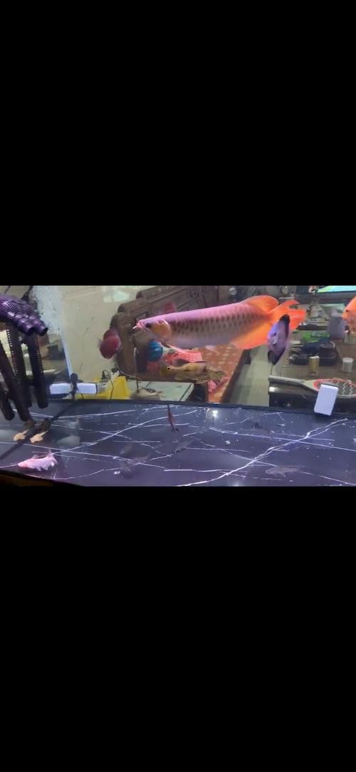 養紅龍魚魚缸背景顏色要求圖片