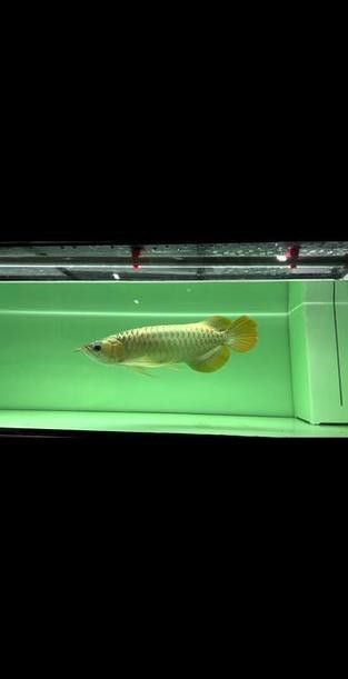養紅龍魚魚缸背景顏色要求圖片