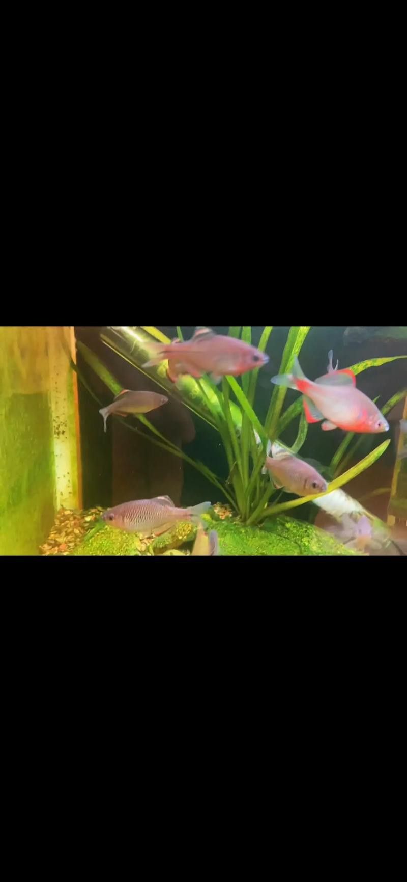 養紅龍魚魚缸背景顏色要求圖片
