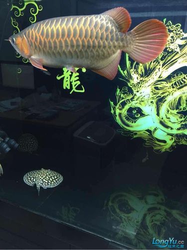 養紅龍魚魚缸背景顏色要求圖片