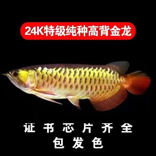 養紅龍魚魚缸背景顏色要求圖片
