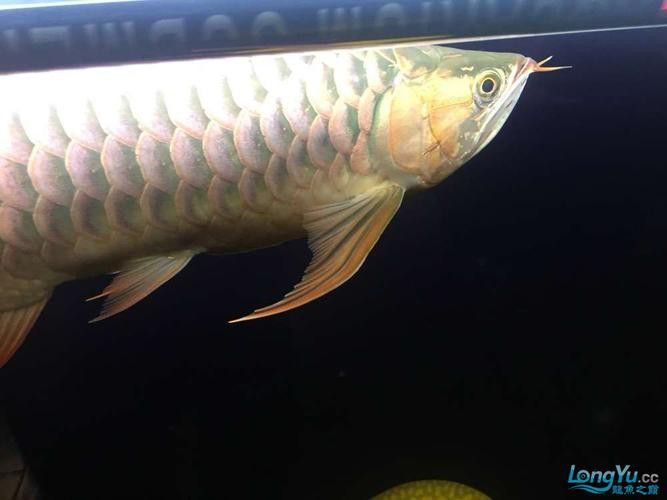 養紅龍魚魚缸背景顏色要求圖片