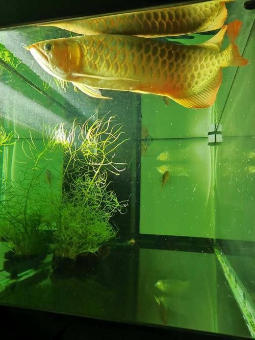 養紅龍魚魚缸背景顏色要求圖片