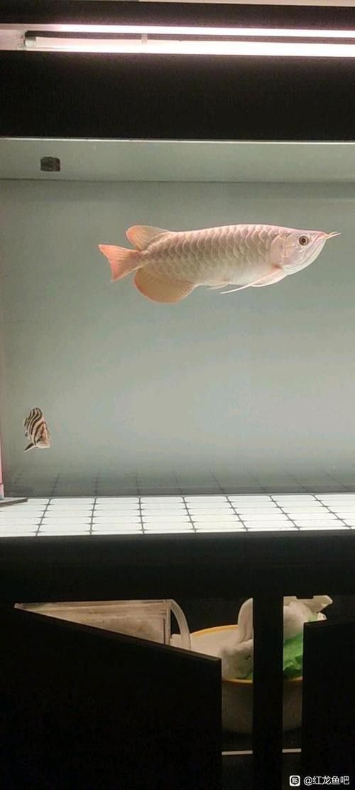 養紅龍魚魚缸背景顏色要求圖片