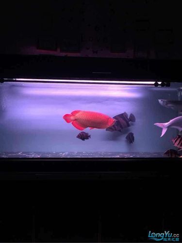 養紅龍魚魚缸背景顏色要求圖片