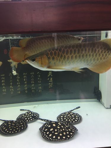 養紅龍魚魚缸背景顏色要求圖片