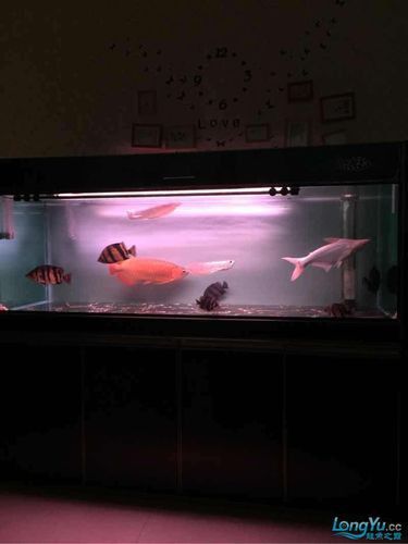 養紅龍魚魚缸背景顏色要求圖片