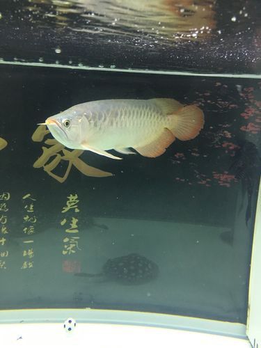 養紅龍魚魚缸背景顏色要求圖片