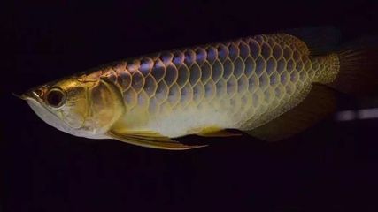 龍魚突然不進食：當龍魚突然不進食時，飼養者應注意食物的多樣性