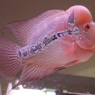羅漢魚哪種不兇