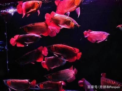 龍魚和羅漢混養好嗎：如何判斷龍魚和羅漢魚是否適合混養？