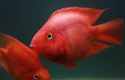 龍魚和羅漢混養好嗎：如何判斷龍魚和羅漢魚是否適合混養？