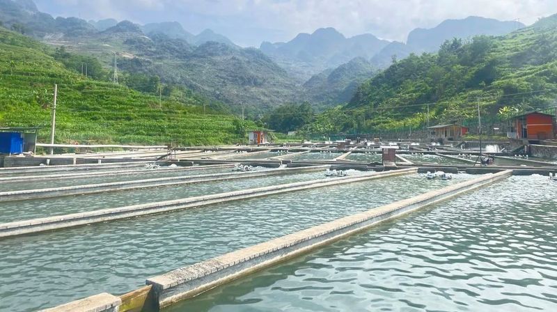 安龍魚苗批發市場在哪里有