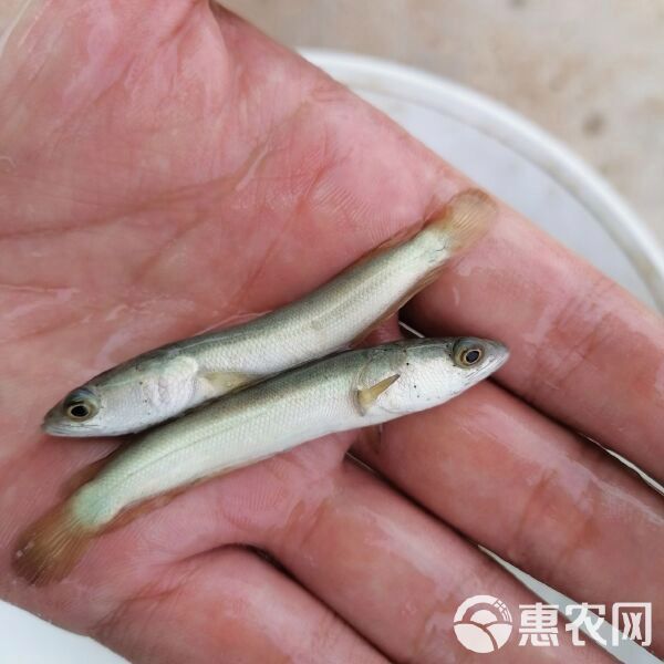 安龍魚苗批發市場在哪里有