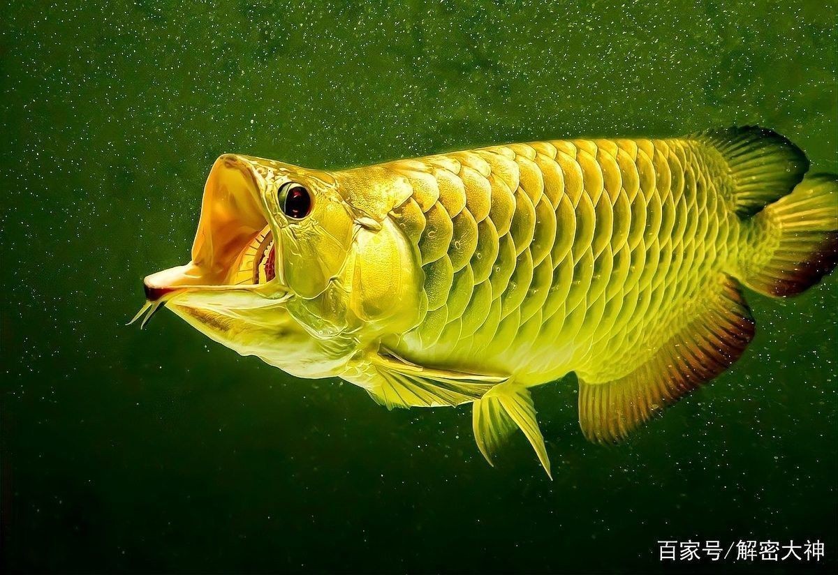 金龍魚貴不