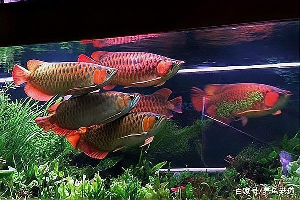紅龍魚需要什么樣的過濾系統(tǒng)？
