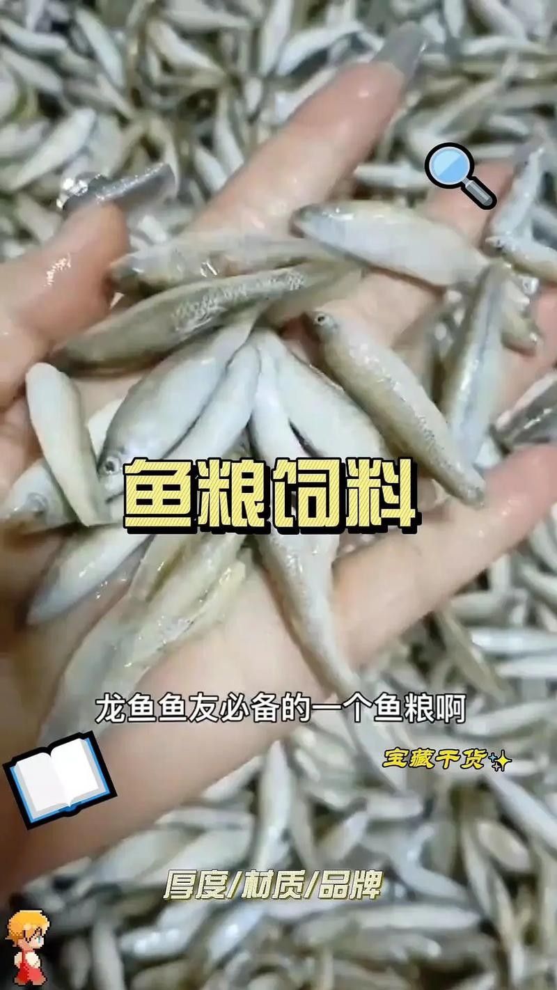 龍魚掉眼是怎么造成的圖片