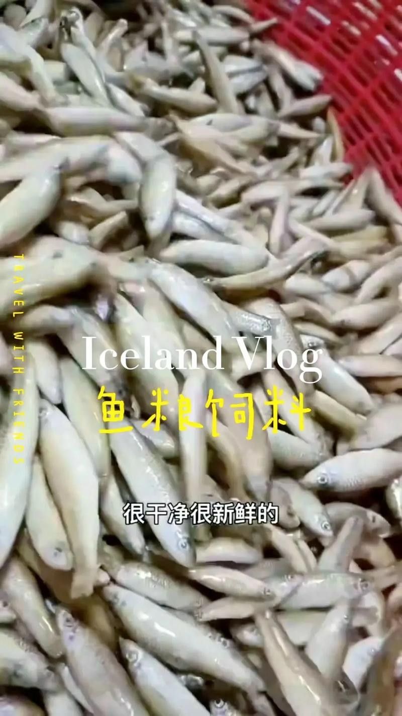 龍魚掉眼是怎么造成的圖片