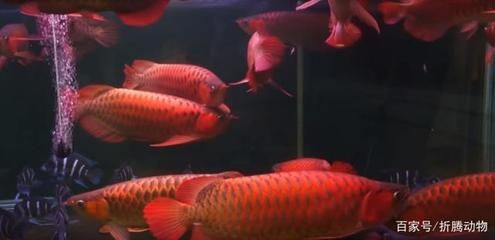 龍魚神龜傳說在線觀看高清：關于龍魚神龜傳說在線觀看高清的問題