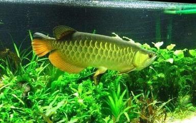 金龍魚白天需要開燈嗎：金龍魚在白天是需要開燈的，但是要注意控制開燈時間和方式