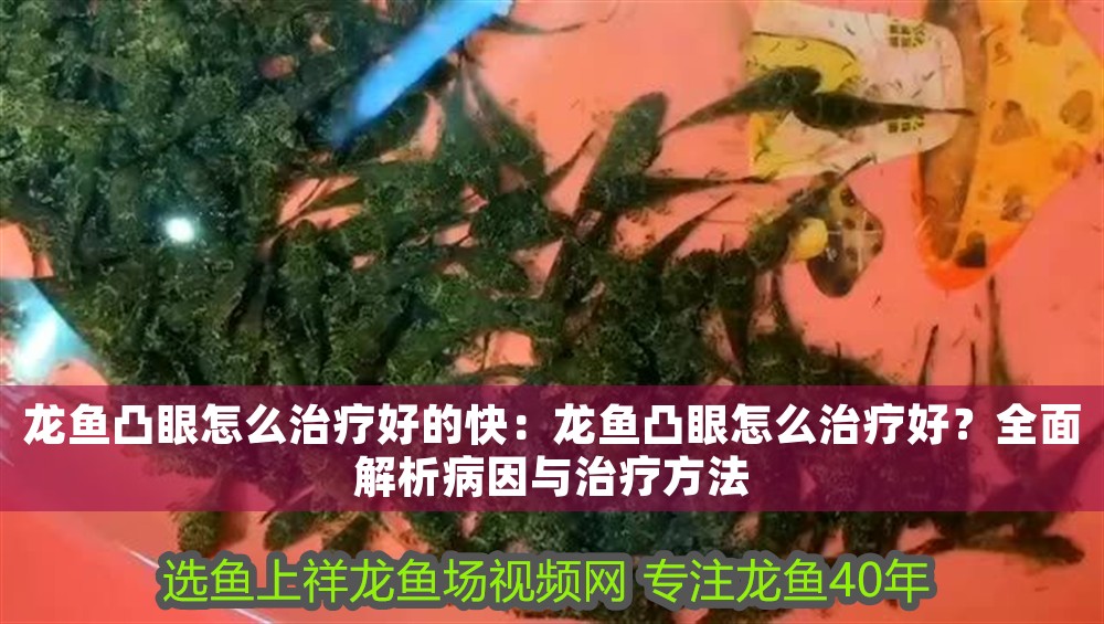 龍魚凸眼怎么治療好的快：龍魚凸眼怎么治療好？全面解析病因與治療方法