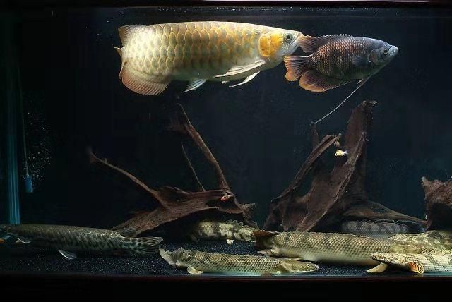 龍魚狀態不錯卻不吃食的可能原因：龍魚狀態不錯卻不吃食可能與水質問題、消化系統問題有關