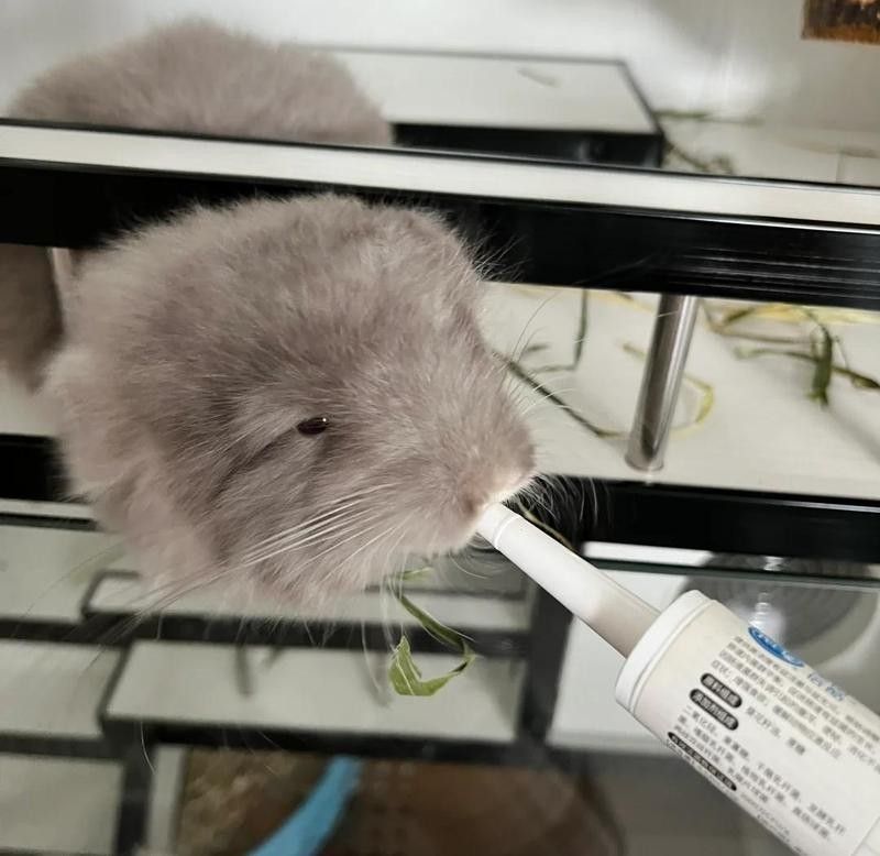 龍貓換糧后軟便怎么辦？