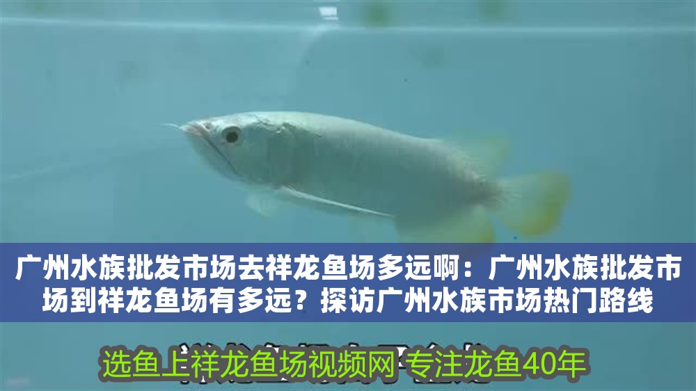 廣州水族批發市場去祥龍魚場多遠啊：廣州水族批發市場到祥龍魚場有多遠？探訪廣州水族市場熱門路線