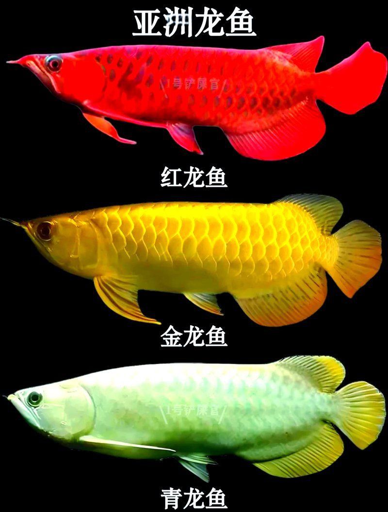 龍魚名字大全