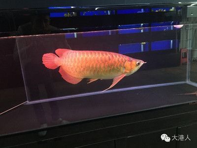 紅龍最好的配魚:紅龍魚與紅龍魚的配魚有什么說法,紅龍魚的配魚的寓意 龍魚百科 第3張 紅龍最好的配魚:紅龍魚與紅龍魚的配魚有什么說法,紅龍魚的配魚的寓意 紅龍最好的配魚:紅龍魚與紅龍魚的配魚有什么說法,紅龍魚的配魚的寓意 龍魚百科 第3張
