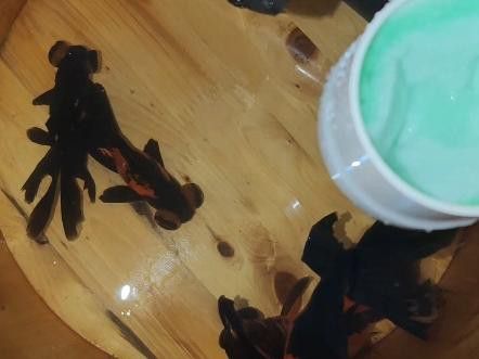 如何判斷黑龍睛金魚的品種純度？