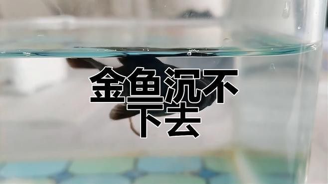 如何判斷黑龍睛金魚的品種純度？