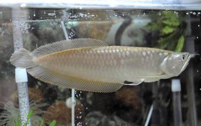 龍魚如何訓食飼料（如何訓練龍魚吃飼料）