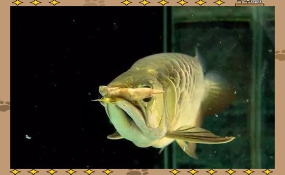 龍魚的喂養 龍魚的喂養 龍魚百科 第3張
