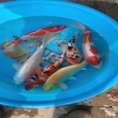 龍鳳錦鯉魚多少錢一條