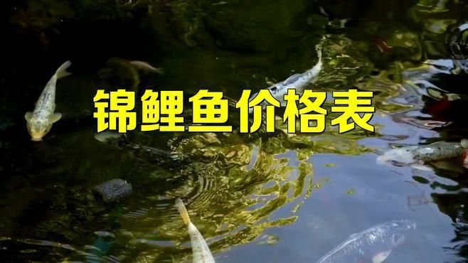 龍鳳錦鯉魚多少錢一條