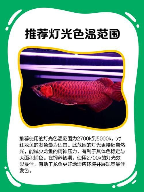 如何選擇適合龍魚的發色燈？