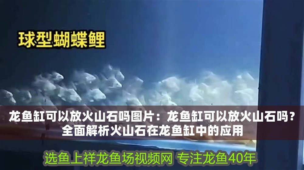 龍魚缸可以放火山石嗎圖片：龍魚缸可以放火山石嗎？全面解析火山石在龍魚缸中的應(yīng)用