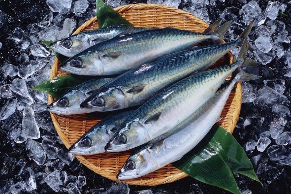 金元寶魚(yú)為何要盡量少吃