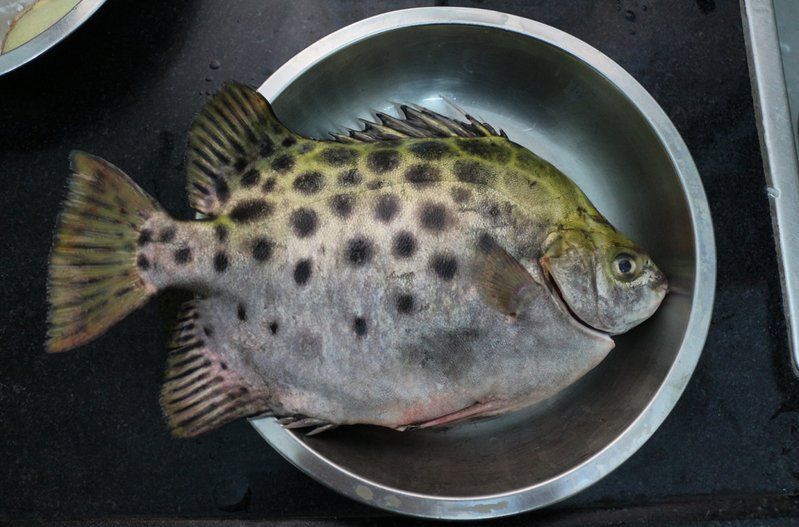 金元寶魚(yú)為何要盡量少吃